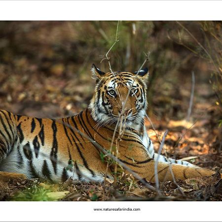 Tiger'S Den Resort Bandhavgarh National Park Екстер'єр фото