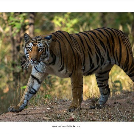 Tiger'S Den Resort Bandhavgarh National Park Екстер'єр фото