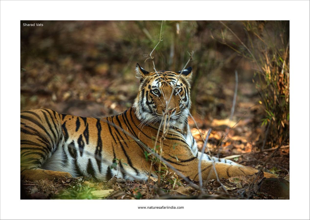 Tiger'S Den Resort Bandhavgarh National Park Екстер'єр фото