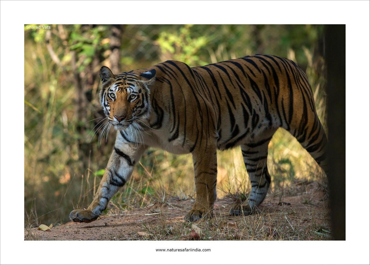 Tiger'S Den Resort Bandhavgarh National Park Екстер'єр фото